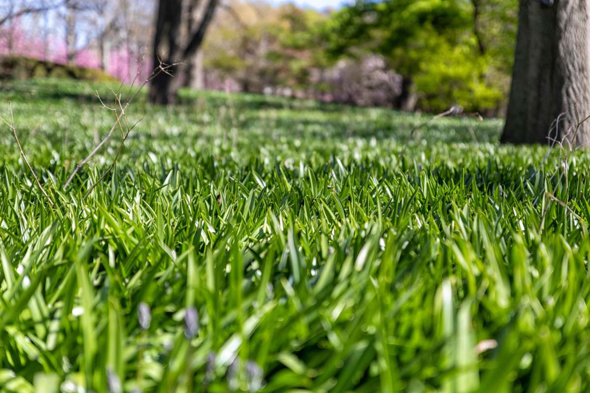 A close-up low-angle shot of green grass on the field