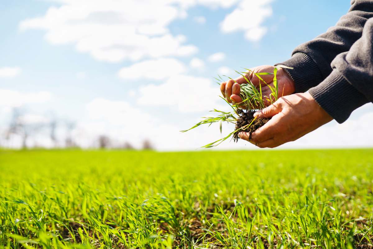 Young Green wheat seedlings in the hands of a farmer. Agronomist checks and explores sprouts of rye.