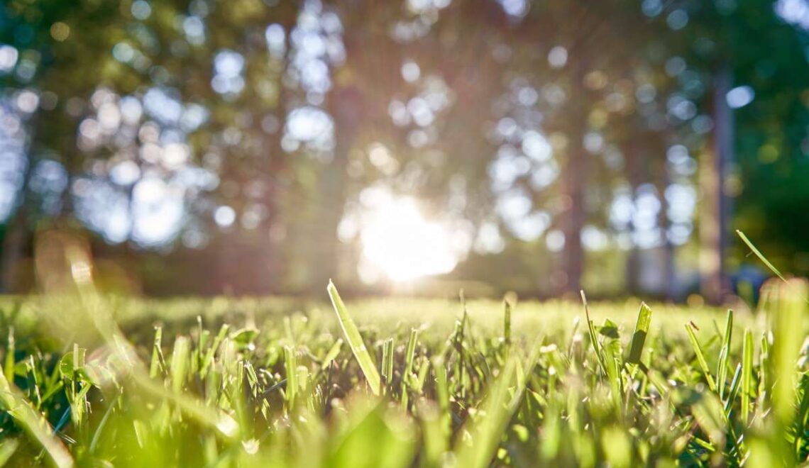 This was the beginning of what would become Sir Walter — a soft-leaf buffalo grass that previously unseen in buffalo varieties.